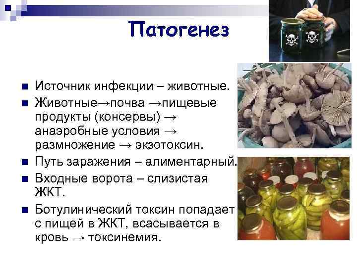 Патогенез n n n Источник инфекции – животные. Животные→почва →пищевые продукты (консервы) → анаэробные