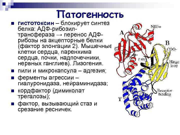 Патогенность n n n гистотоксин – блокирует синтез белка: АДФ-рибозилтрансфераза → перенос АДФрибозы на