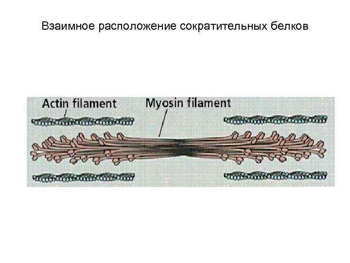 Взаимное расположение сократительных белков 