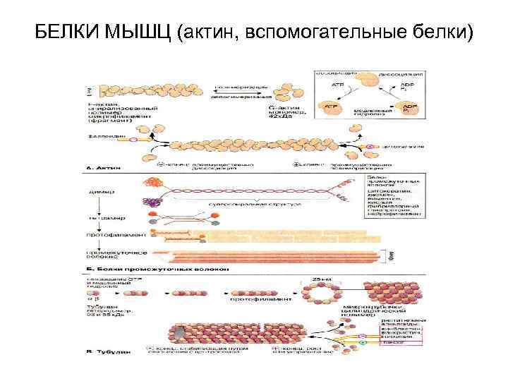 БЕЛКИ МЫШЦ (актин, вспомогательные белки) 
