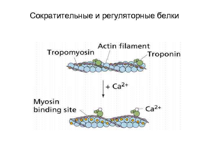 Сократительные и регуляторные белки 