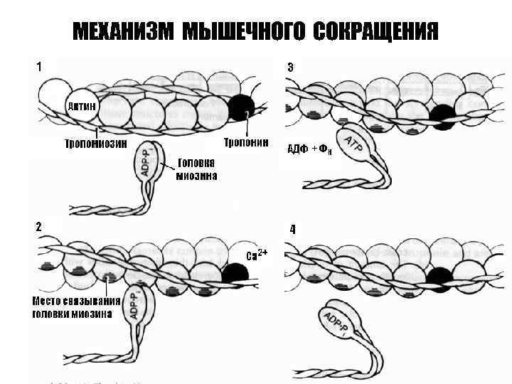 МЕХАНИЗМ МЫШЕЧНОГО СОКРАЩЕНИЯ 
