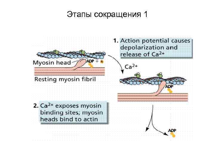 Этапы сокращения 1 