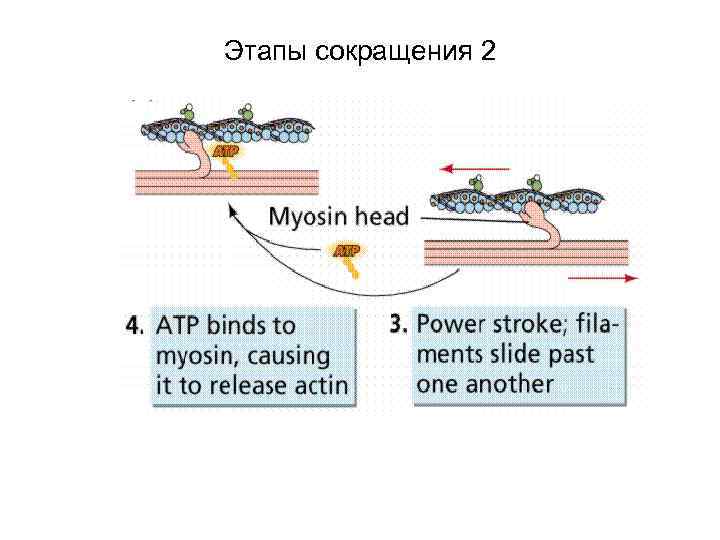 Этапы сокращения 2 