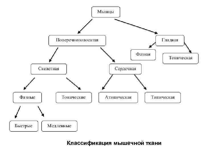Классификация мышечной ткани 