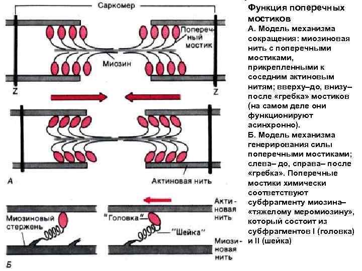 Функция поперечных мостиков А. Модель механизма сокращения: миозиновая нить с поперечными мостиками, прикрепленными к