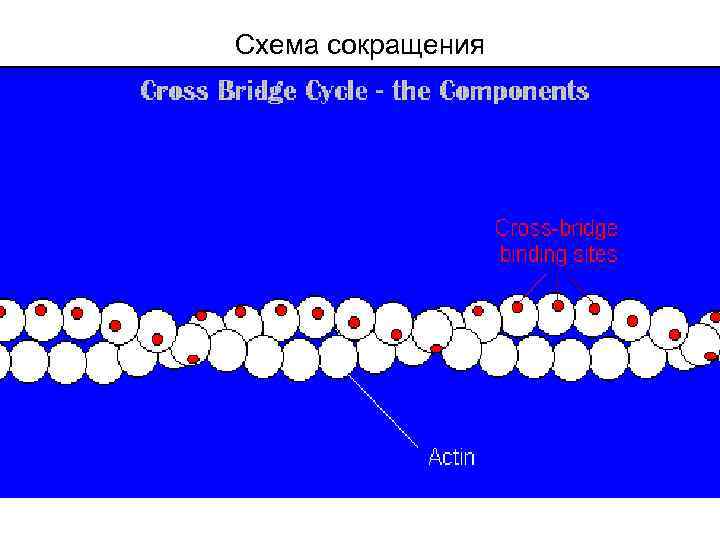 Схема сокращения 