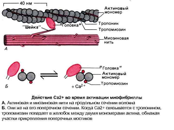 Действие Ca 2+ во время активации миофибриллы А. Актиновая и миозиновая нити на продольном