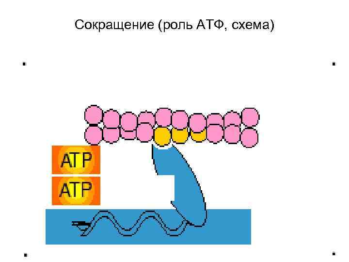 Сокращение (роль АТФ, схема) 