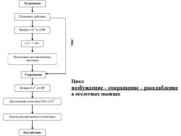 Цикл возбуждение – сокращение – расслабление в скелетных мышцах 