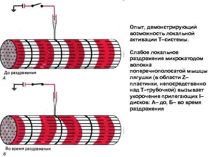 Опыт, демонстрирующий возможность локальной активации Т–системы. Слабое локальное раздражение микрокатодом волокна поперечнополосатой мышцы лягушки