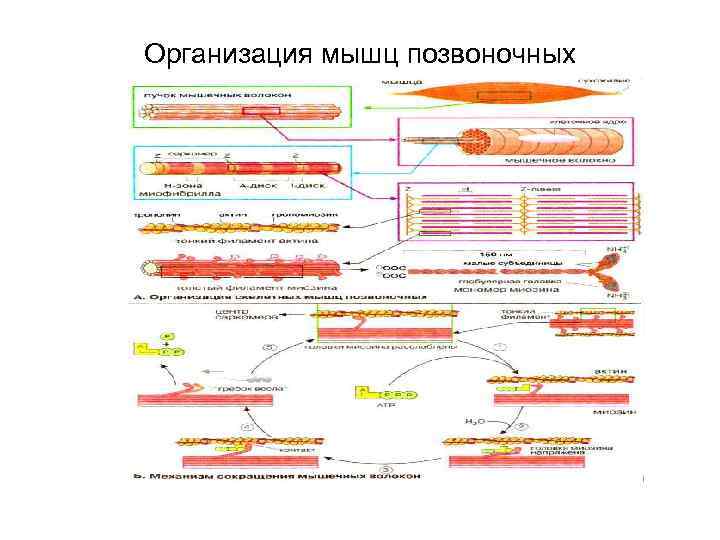Организация мышц позвоночных 