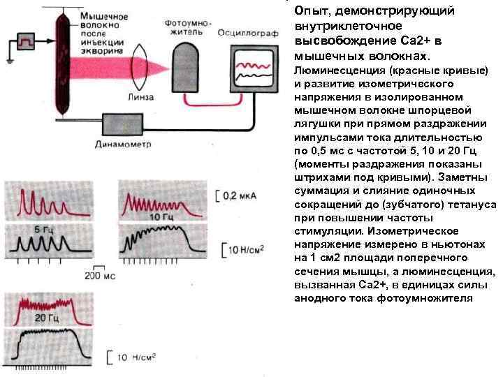 Энергия мышечных сокращений. Биофизика мышечного сокращения. Прямое раздражение физиология. Эксперимент изолированной мышцы. Аппарат для проведения мышечного импульса.