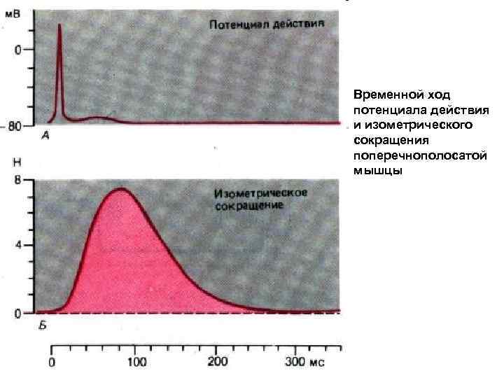Временной ход потенциала действия и изометрического сокращения поперечнополосатой мышцы 