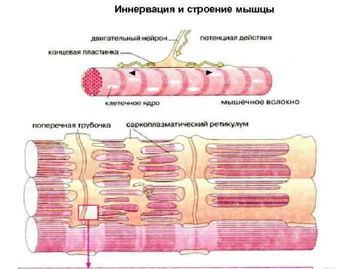 Иннервация и строение мышцы 