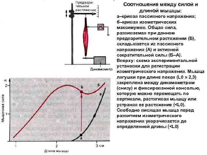 Нарисуйте график зависимости величины динамической работы изолированной мышцы от нагрузки