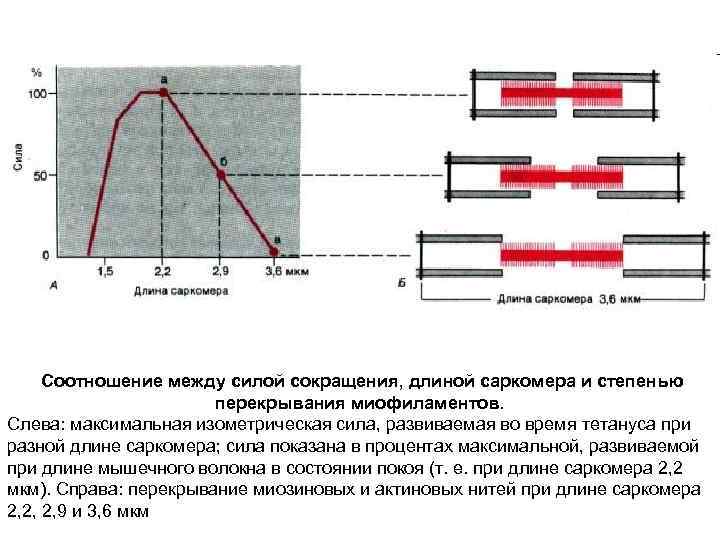 Соотношение между силой сокращения, длиной саркомера и степенью перекрывания миофиламентов. Слева: максимальная изометрическая сила,