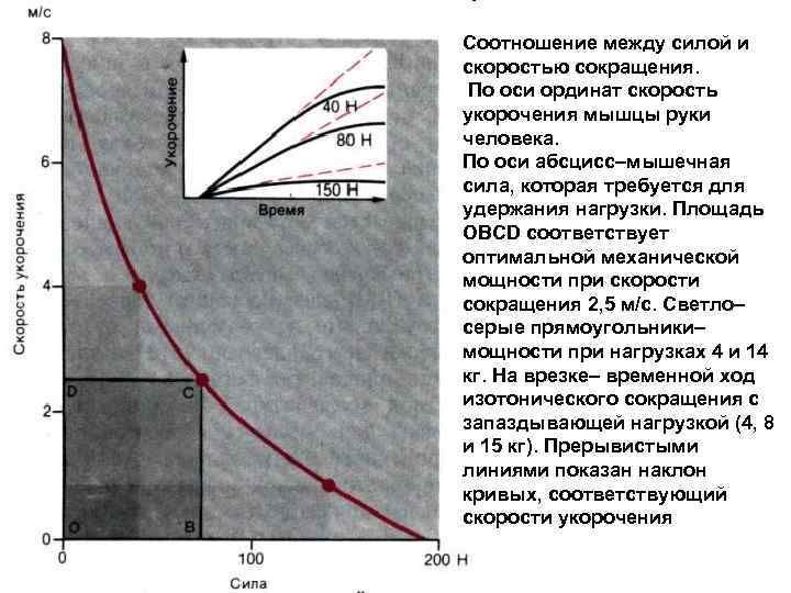 Скорость сокращения. Скорость и Продолжительность сокращения мышц. Факторы определяющие силу и скорость сокращения мышц. Мощность и скорость сокращения мышцы. Взаимосвязь между силой и скоростью мышечного сокращения.