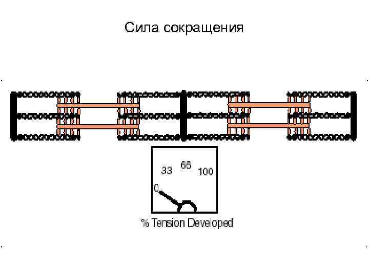 Сила сокращения 
