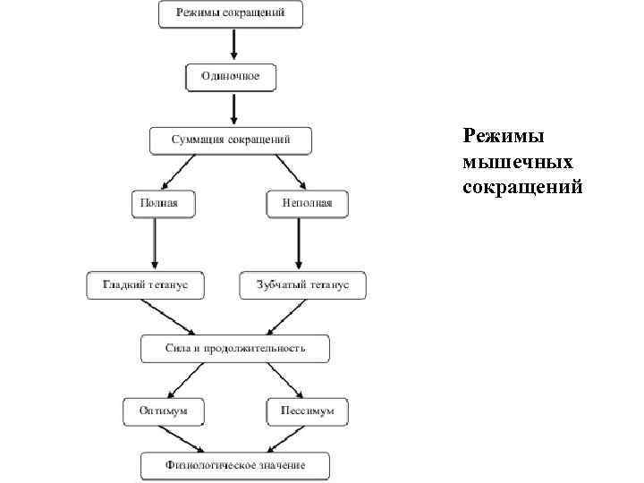 Режимы мышечных сокращений 