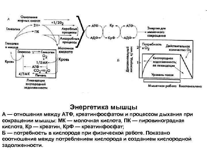 Энергетика мышцы А — отношения между АТФ, креатинфосфатом и процессом дыхания при сокращении мышцы: