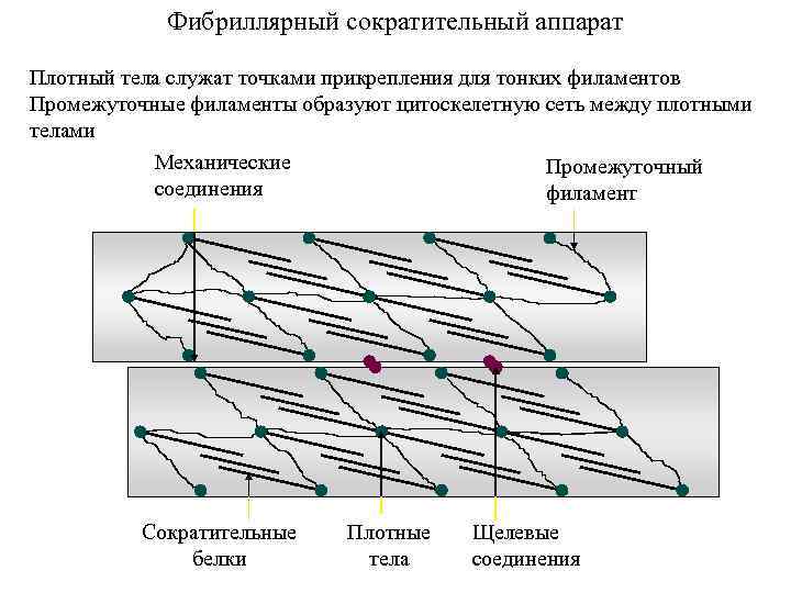Фибриллярный сократительный аппарат Плотный тела служат точками прикрепления для тонких филаментов Промежуточные филаменты образуют