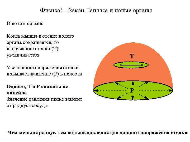 Физика! – Закон Лапласа и полые органы В полом органе: Когда мышца в стенке