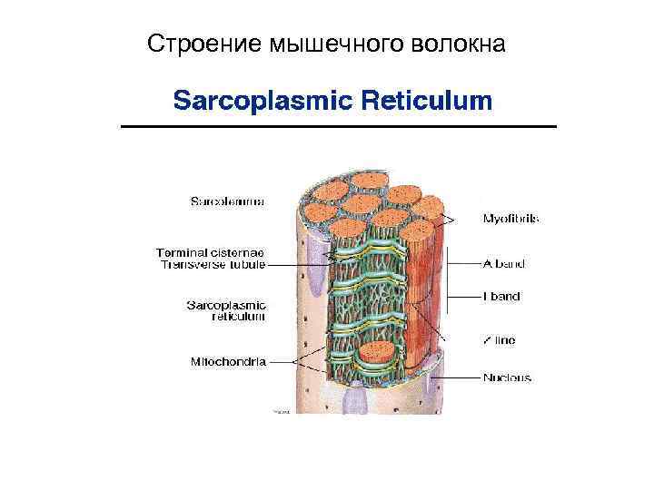 Строение мышечного волокна 