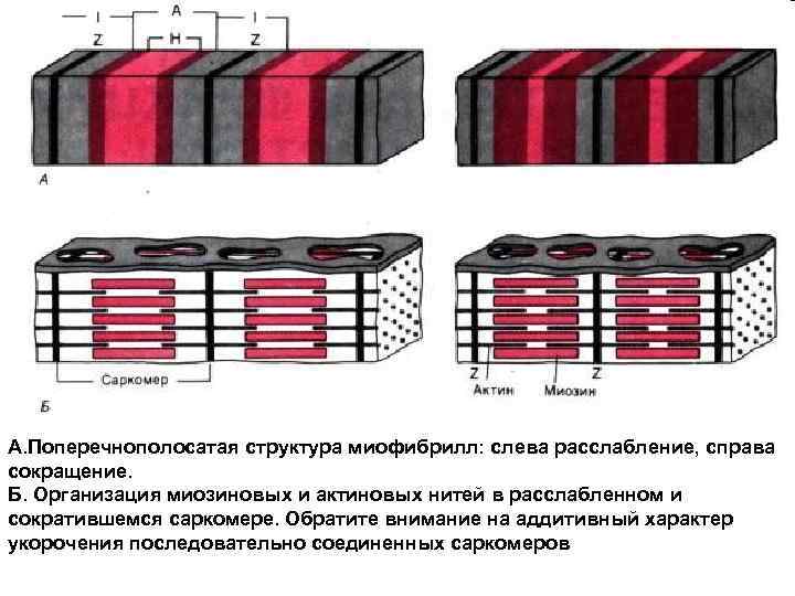 А. Поперечнополосатая структура миофибрилл: слева расслабление, справа сокращение. Б. Организация миозиновых и актиновых нитей