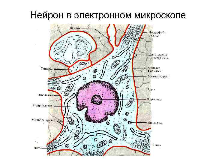 Нейрон в электронном микроскопе 