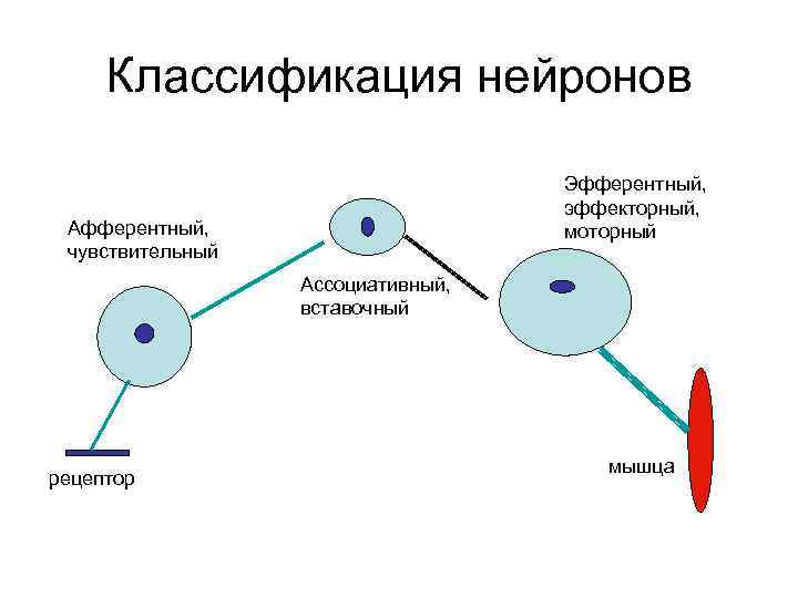 Классификация нейронов Эфферентный, эффекторный, моторный Афферентный, чувствительный Ассоциативный, вставочный рецептор мышца 