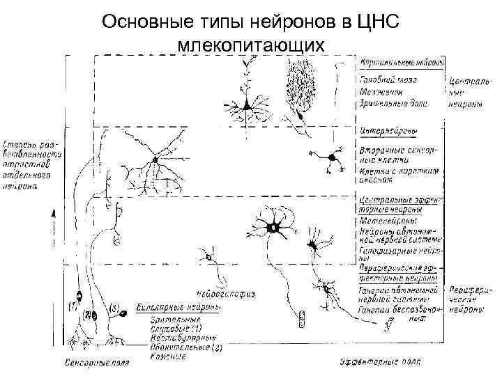 Основные типы нейронов в ЦНС млекопитающих 