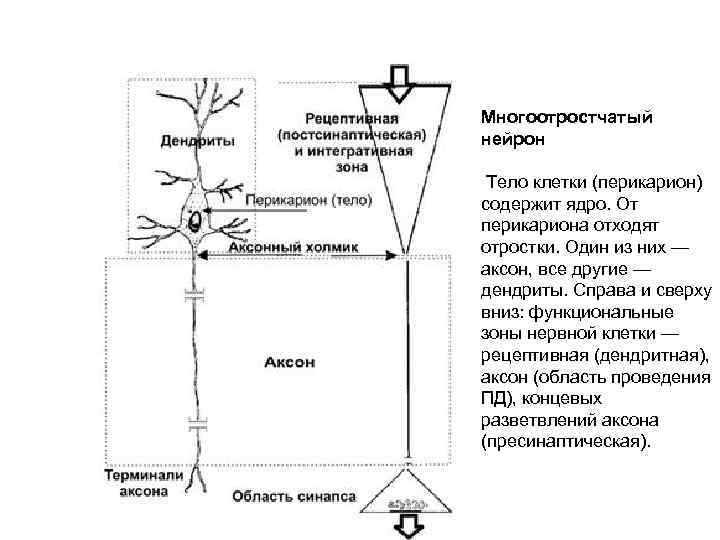 Многоотростчатый нейрон Тело клетки (перикарион) содержит ядро. От перикариона отходят отростки. Один из них