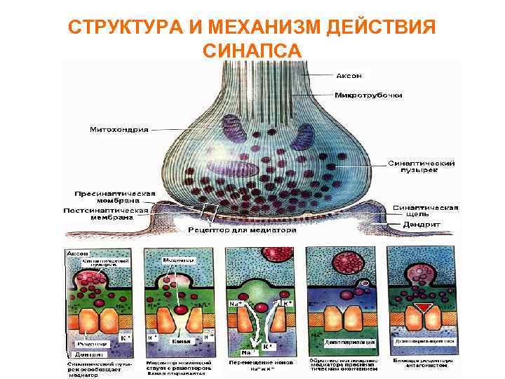 СТРУКТУРА И МЕХАНИЗМ ДЕЙСТВИЯ СИНАПСА 