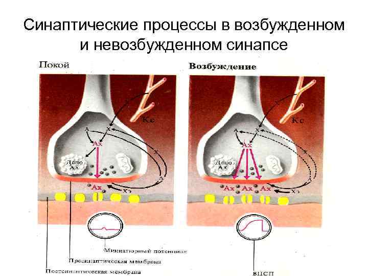 Синаптические процессы в возбужденном и невозбужденном синапсе 