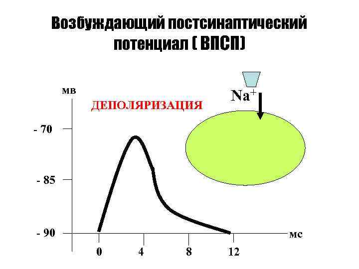 Возбуждающий постсинаптический потенциал ( ВПСП) мв ДЕПОЛЯРИЗАЦИЯ Na+ - 70 - 85 - 90