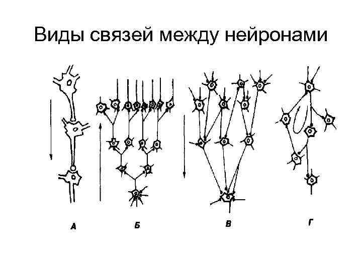 Виды связей между нейронами 