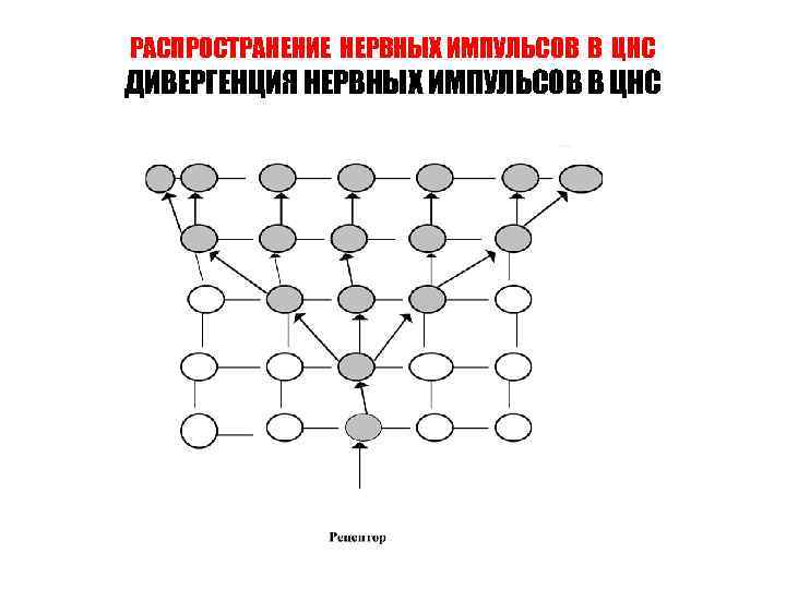 РАСПРОСТРАНЕНИЕ НЕРВНЫХ ИМПУЛЬСОВ В ЦНС ДИВЕРГЕНЦИЯ НЕРВНЫХ ИМПУЛЬСОВ В ЦНС 