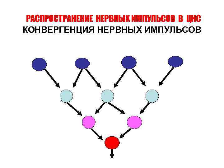 РАСПРОСТРАНЕНИЕ НЕРВНЫХ ИМПУЛЬСОВ В ЦНС КОНВЕРГЕНЦИЯ НЕРВНЫХ ИМПУЛЬСОВ 