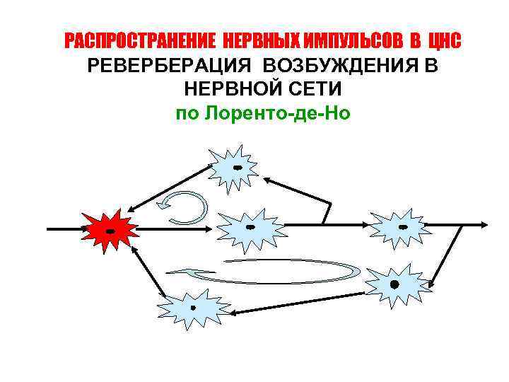 РАСПРОСТРАНЕНИЕ НЕРВНЫХ ИМПУЛЬСОВ В ЦНС РЕВЕРБЕРАЦИЯ ВОЗБУЖДЕНИЯ В НЕРВНОЙ СЕТИ по Лоренто-де-Но 