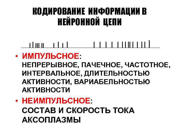 КОДИРОВАНИЕ ИНФОРМАЦИИ В НЕЙРОННОЙ ЦЕПИ • ИМПУЛЬСНОЕ: НЕПРЕРЫВНОЕ, ПАЧЕЧНОЕ, ЧАСТОТНОЕ, ИНТЕРВАЛЬНОЕ, ДЛИТЕЛЬНОСТЬЮ АКТИВНОСТИ, ВАРИАБЕЛЬНОСТЬЮ