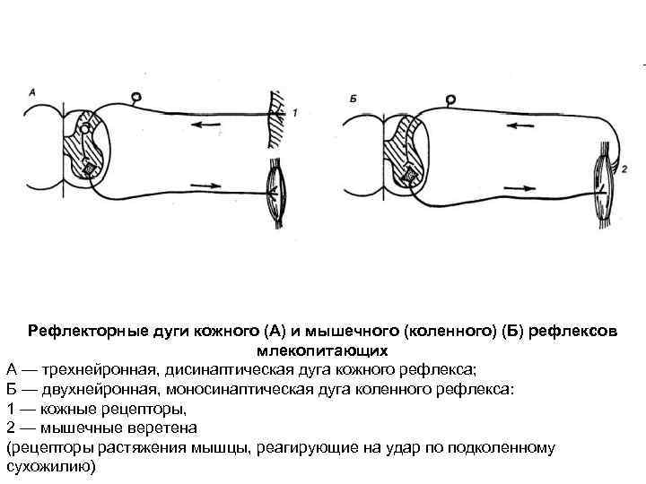 Рефлекторные дуги кожного (А) и мышечного (коленного) (Б) рефлексов млекопитающих А — трехнейронная, дисинаптическая