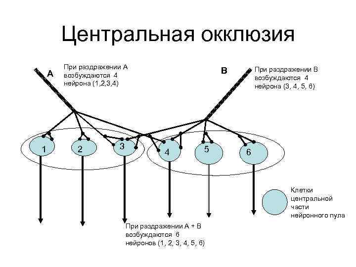 Центральная окклюзия А 1 При раздражении А возбуждаются 4 нейрона (1, 2, 3, 4)