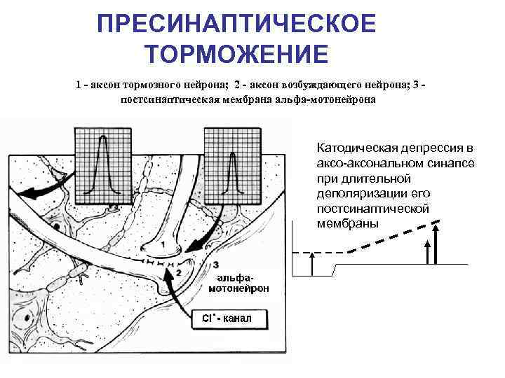 ПРЕСИНАПТИЧЕСКОЕ ТОРМОЖЕНИЕ 1 - аксон тормозного нейрона; 2 - аксон возбуждающего нейрона; 3 постсинаптическая