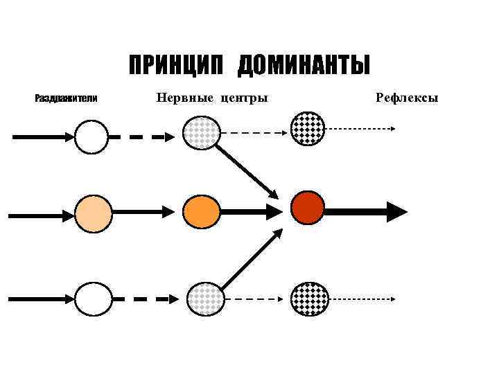 ПРИНЦИП ДОМИНАНТЫ Раздражители Нервные центры Рефлексы 