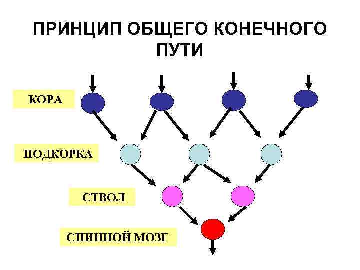 ПРИНЦИП ОБЩЕГО КОНЕЧНОГО ПУТИ КОРА ПОДКОРКА СТВОЛ СПИННОЙ МОЗГ 