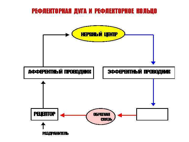 РЕФЛЕКТОРНАЯ ДУГА И РЕФЛЕКТОРНОЕ КОЛЬЦО 