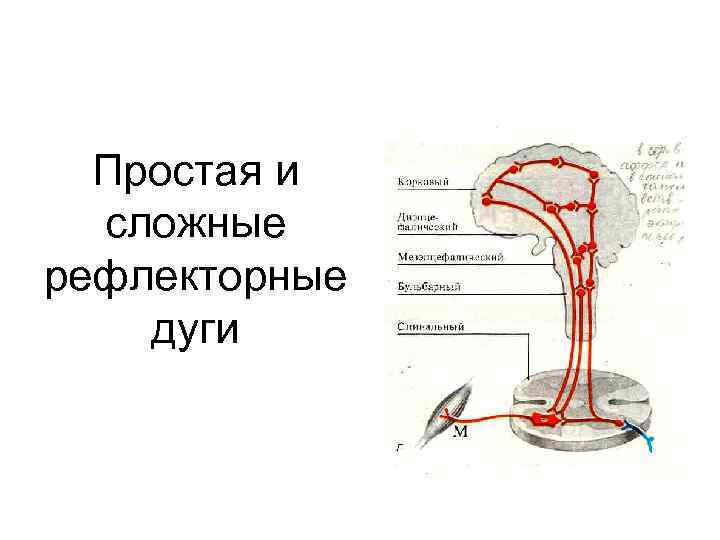 Простая и сложные рефлекторные дуги 