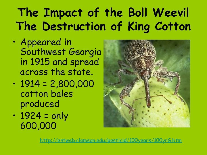The Impact of the Boll Weevil The Destruction of King Cotton • Appeared in