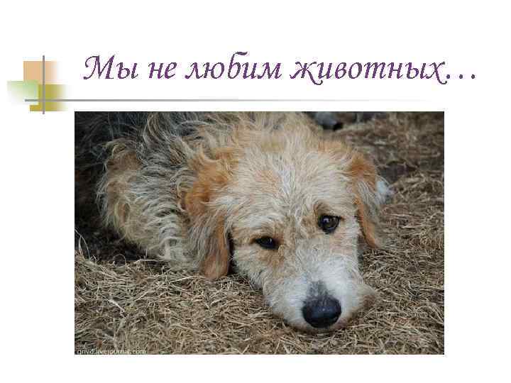 Мы не любим животных… 